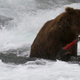 Illustration for article titled Here is a live video stream of brown bears catching salmon. Youre welcome.
